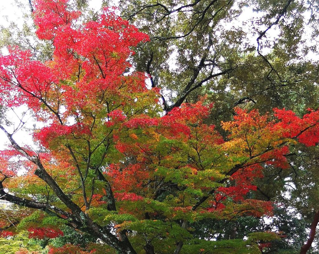 夏から秋へのグラデーション