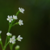 三つ葉の花