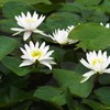 白い睡蓮