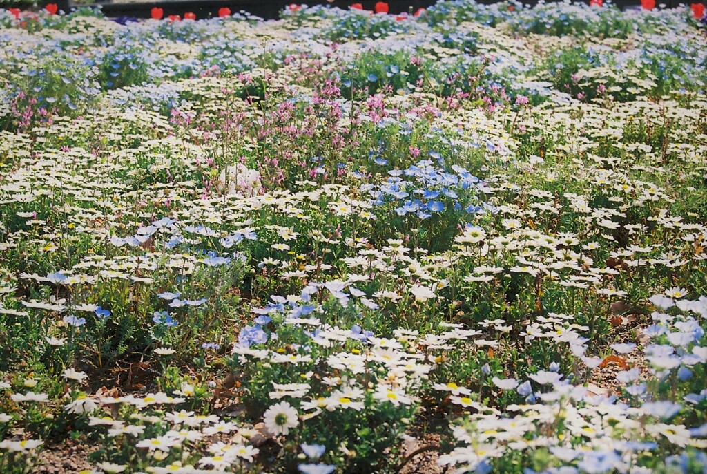 公園の花壇