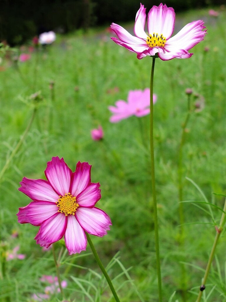 公園のコスモス