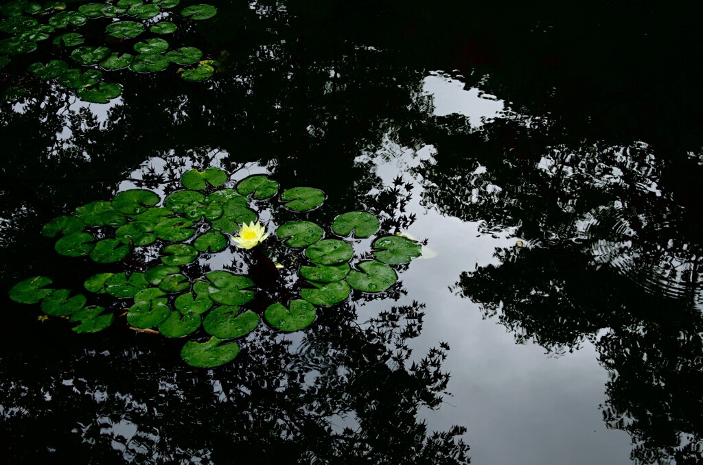 南禅寺庭園の池