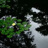 南禅寺庭園の池
