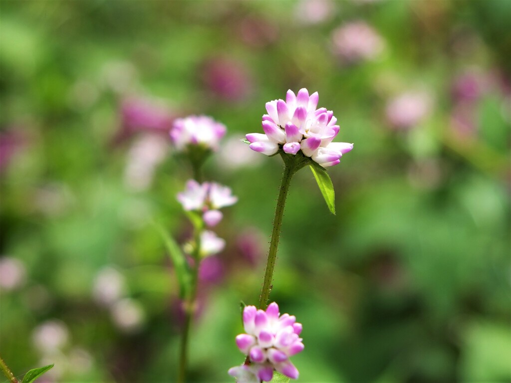 小さな湿原の花