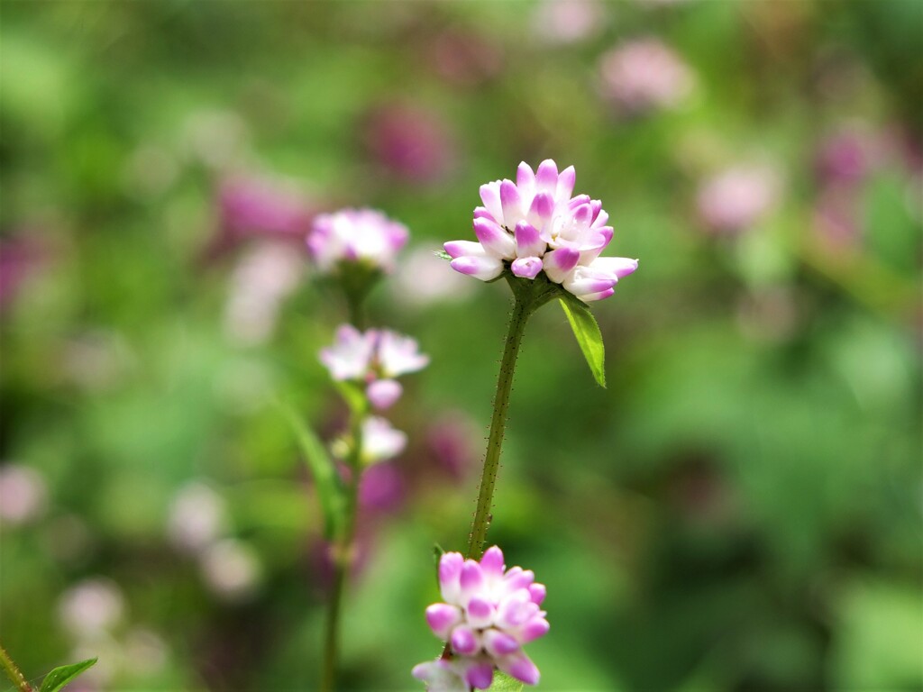 小さな湿原の花