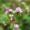 小さな湿原の花