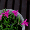 濡縁の花