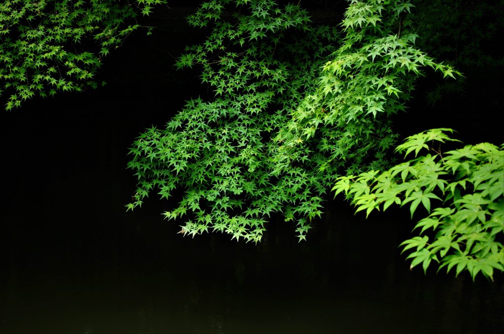 緑風 池を渡る