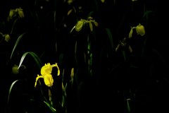 spotlight