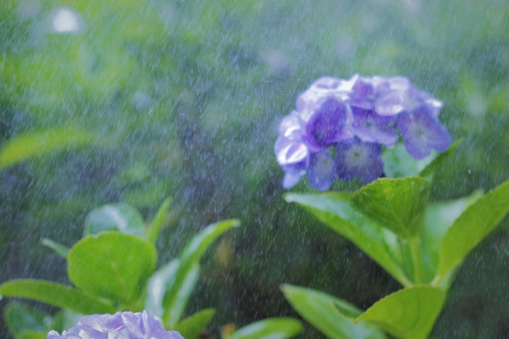 「わぁ、かあさん、雨だ♪」「そうね～♪」