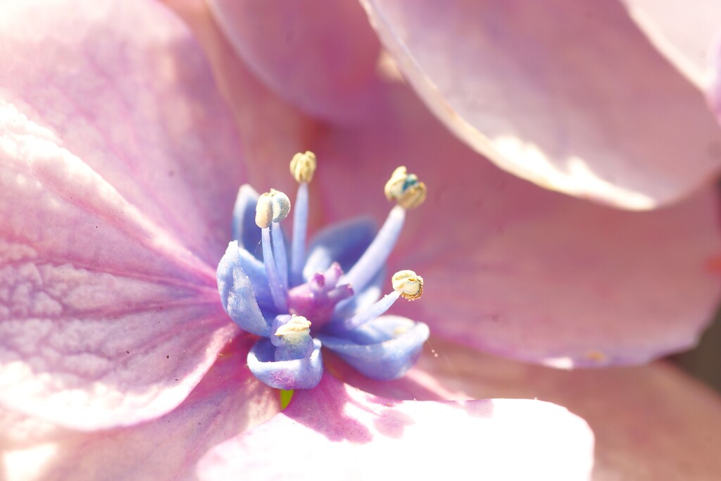 真花 ひっそりと