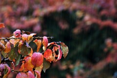 梅の木に秋雨