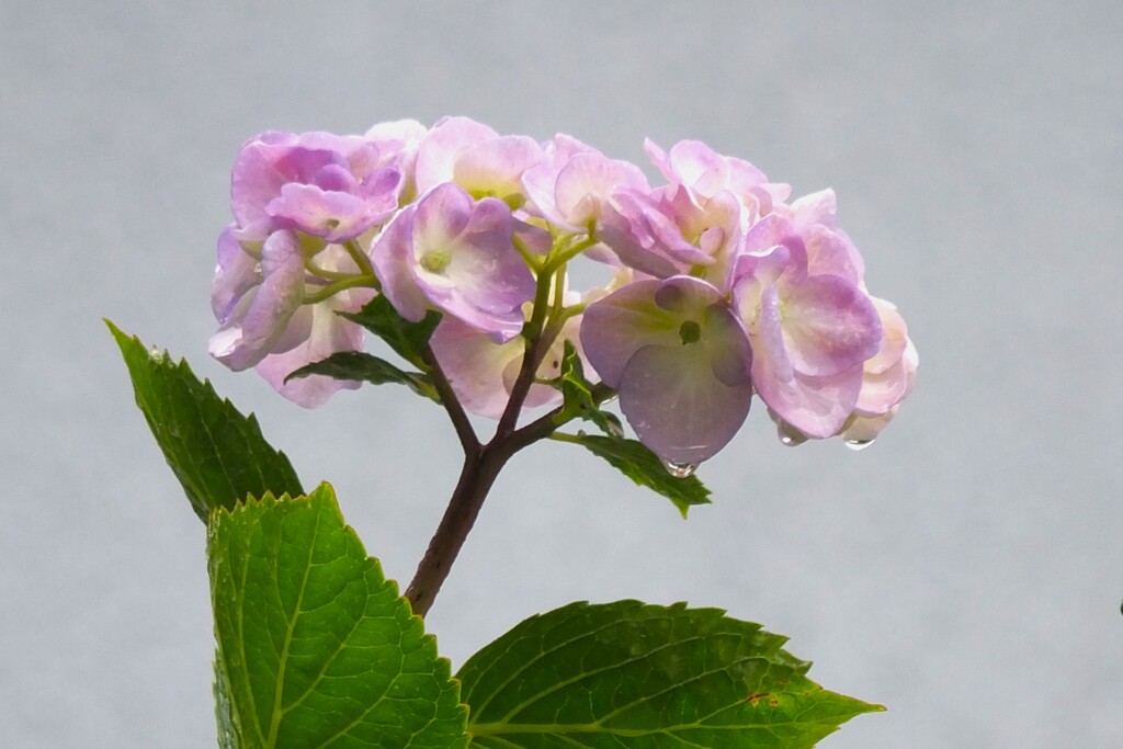 紫陽花雨