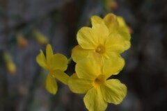春を告げる「黄色」
