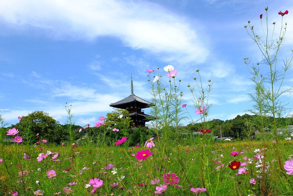 法起寺と秋桜