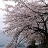 湖岸の桜