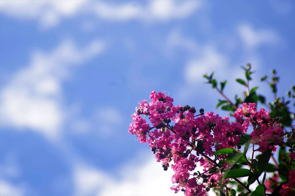 夏雲と百日紅