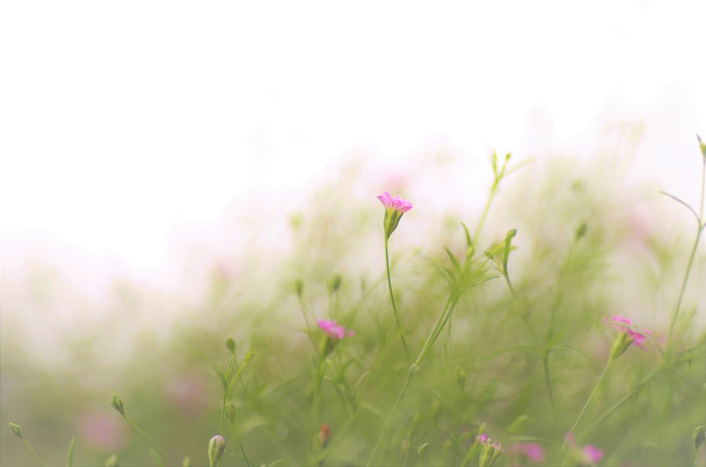 薄霧の草原にて
