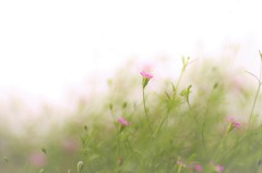 薄霧の草原にて