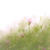 薄霧の草原にて