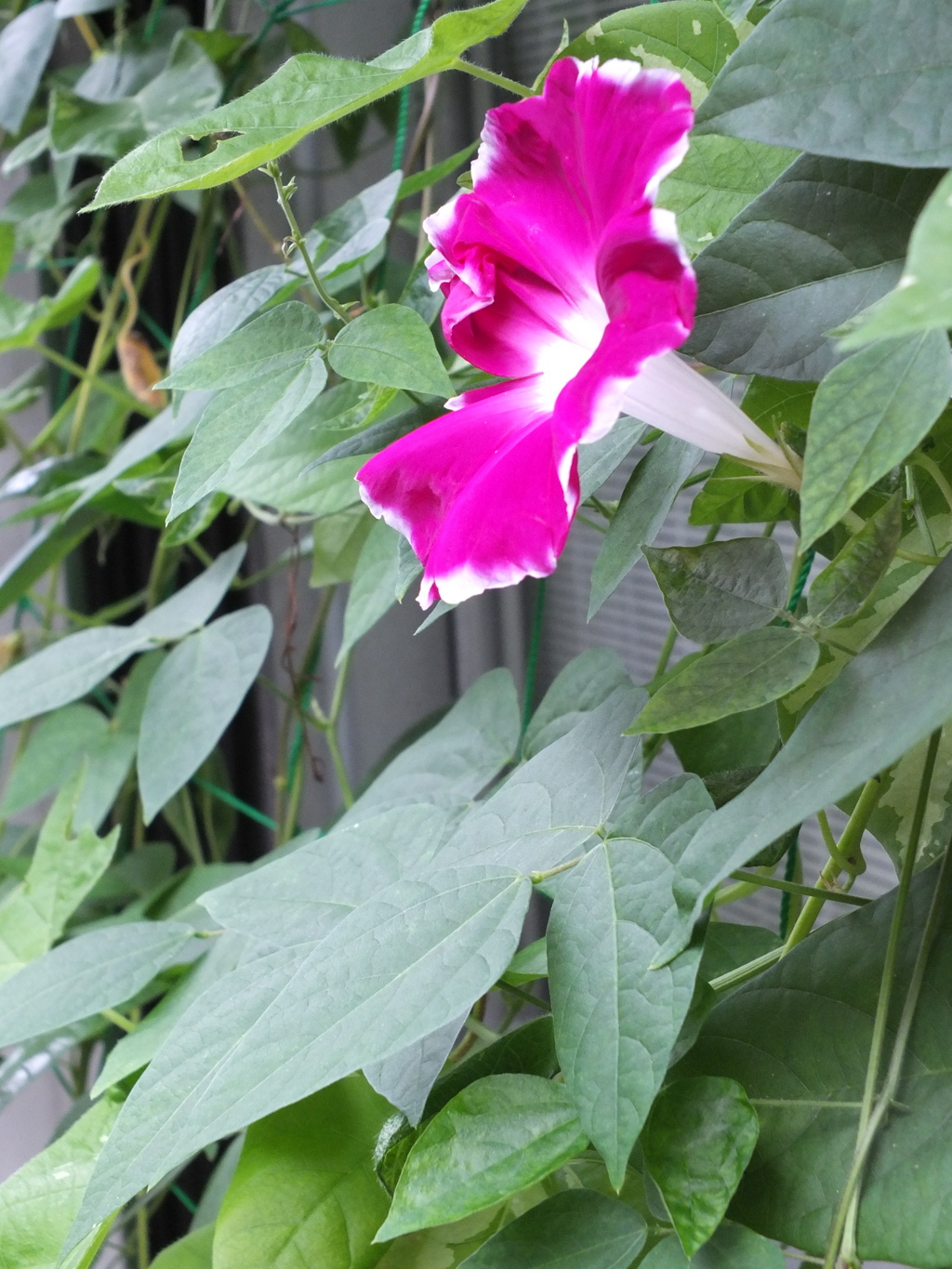 夏休み色