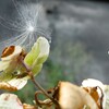 紫陽花と蜘蛛と何か・・