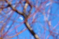 梅花見ぬ月