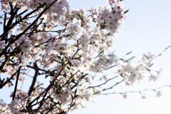 我が家の復活桜