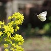 菜の葉にとまれ♪　る？