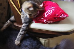 とうせんぼ遊び　その１