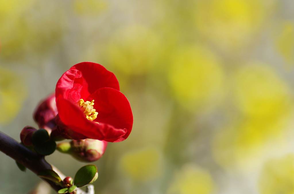 木瓜の向こうに迎春花