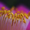 シベの森