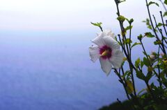 反芻の夏２　岬の花