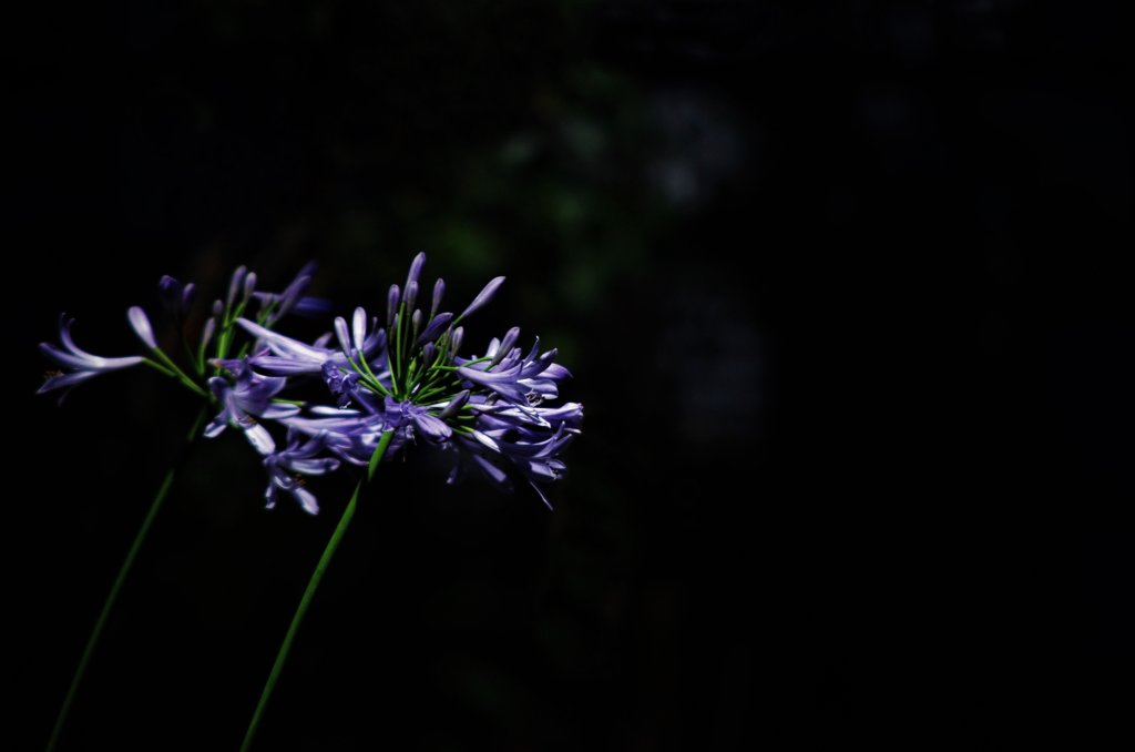 African lily