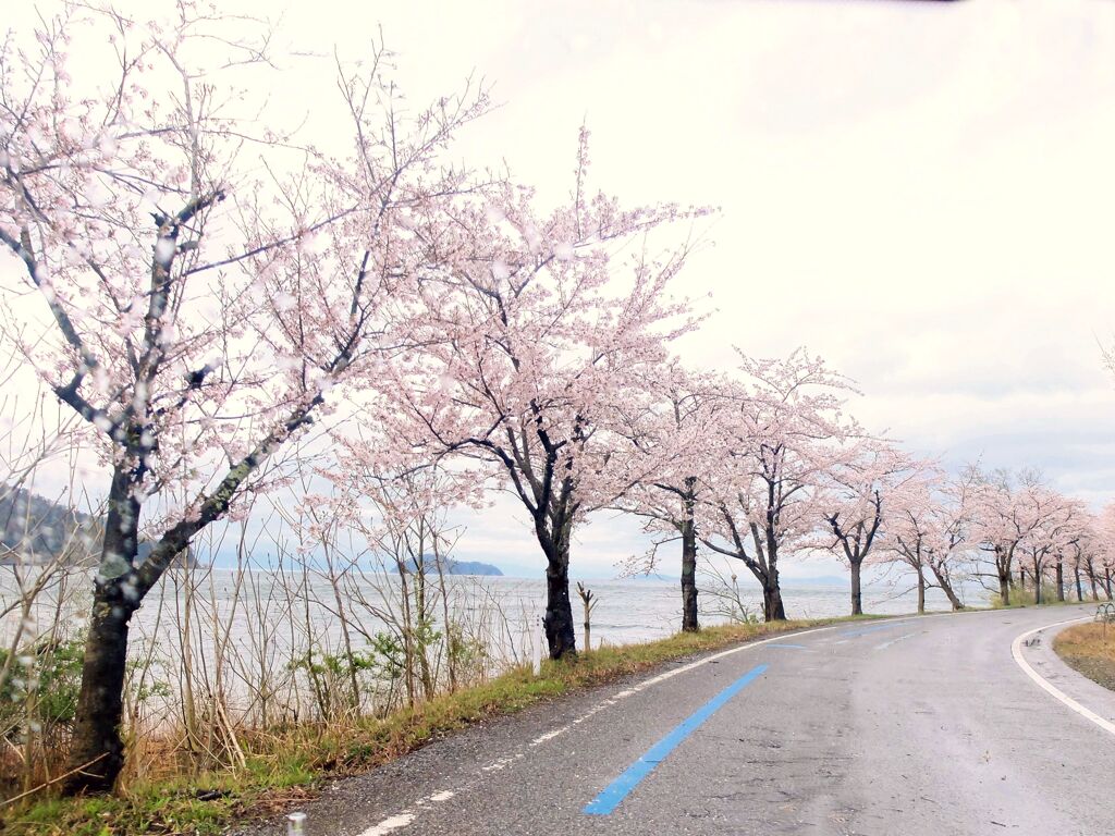 さよなら桜