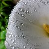 昨夜の雨で