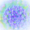 Another style of hydrangea