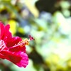 夏のレッド