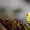 ランタナのギョロ目どん