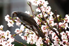 野鳥と桜