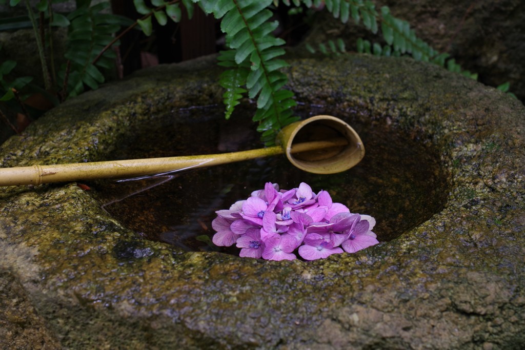 紫陽花の候