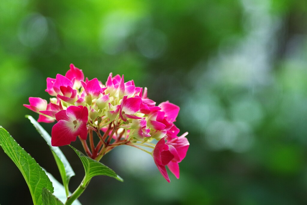 赤い紫陽花
