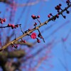 春が咲く