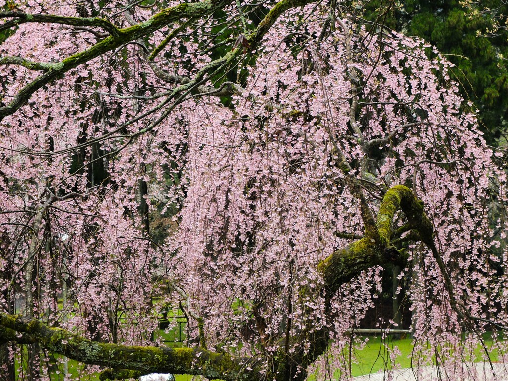 桜色の滝