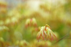 楓の誘惑・・こっちおいで