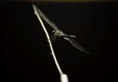 夜の侵入者