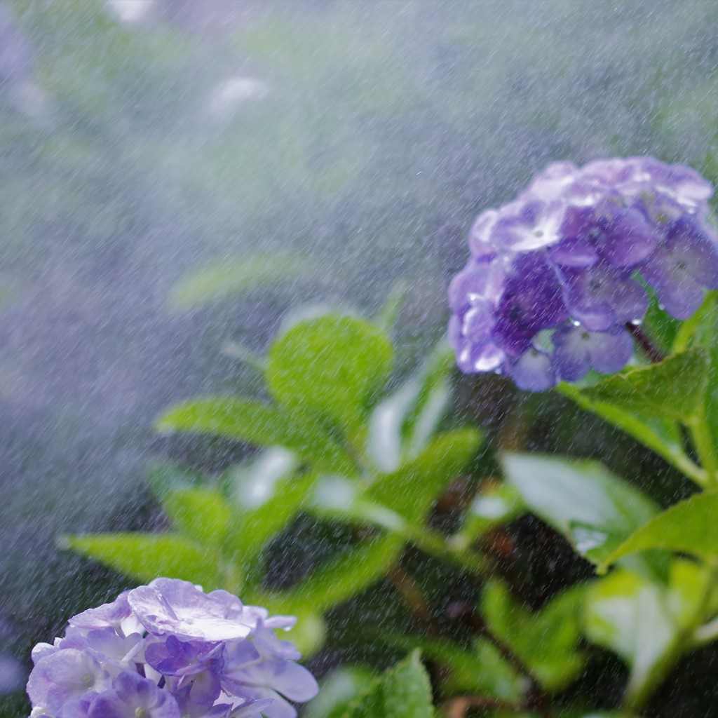 「か・さん…雨」「そ・う…ね」