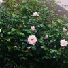 明日が楽しみ