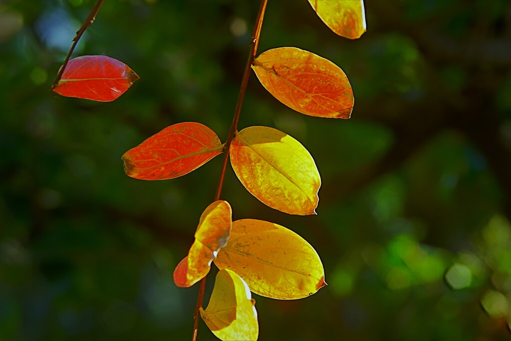 百日紅今姿