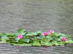 人工池の紅睡蓮